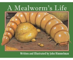 KNYGA John Himmelman Mealworm's Life