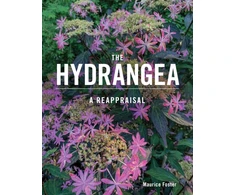 KNYGA Maurice Foster Hydrangea, A Reappraisal