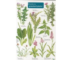 KNYGA Mavis Gulliver Guide to Grassland Plants 1