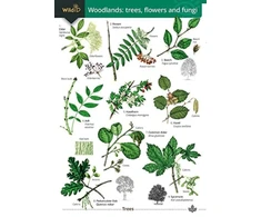 KNYGA Rebekah Trehern Woodlands: trees, flowers and fungi