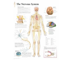 KNYGA Scientific Publishing Nervous System Laminated Poster