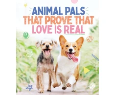 KNYGA Smith Street Books Animal Pals That Prove That Love Is Real