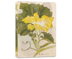 KNYGA Tuttle Tuttle Studio Japanese Squash Blossom Lined Paperback Journal