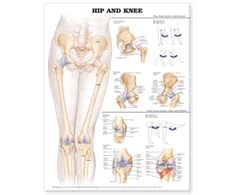 KNYGA Hip and Knee Anatomical Chart
