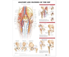 KNYGA Bookshop Anatomy and Injuries of the Hip Anatomical Chart