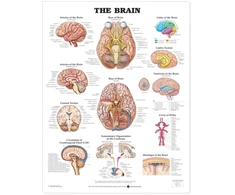 KNYGA Bookshop Brain Anatomical Chart
