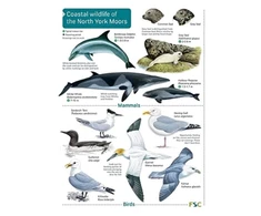KNYGA Bookshop Coastal wildlife of the North York Moors