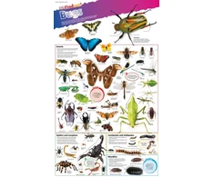 KNYGA DKfindout! Bugs Poster