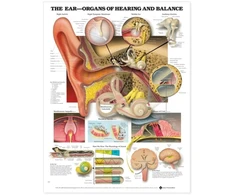 KNYGA Bookshop Ear: Organs of Hearing and Balance Anatomical Chart