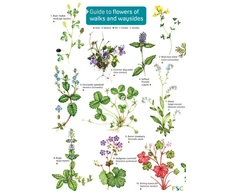 KNYGA Bookshop Guide to flowers of walks and waysides