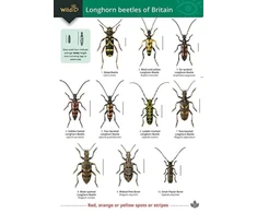 KNYGA Wil Heeney Guide to longhorn beetles of Britain