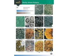 KNYGA Bookshop Guide to Rocky Shore Lichens