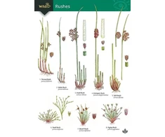 KNYGA Bookshop Guide to rushes