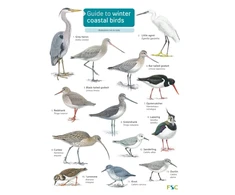 KNYGA Bookshop Guide to winter coastal birds