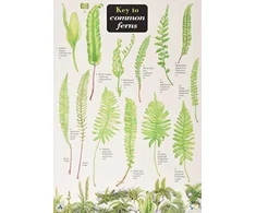 KNYGA James Merryweather Key to Common Ferns