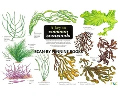 KNYGA Bookshop Key to Common Seaweeds