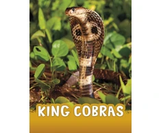 KNYGA Bookshop King Cobras