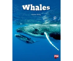 KNYGA Bookshop Whales Level 24 X6