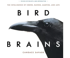 KNYGA Candace Sherk Savage Bird Brains