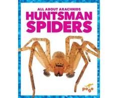 KNYGA Chanez Huntsman Spiders