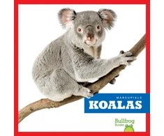 KNYGA Deniston Koalas