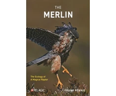 KNYGA Frank Rennie Merlin