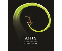 KNYGA Heather Campbell Ants