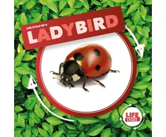 KNYGA Kirsty Holmes Ladybird