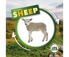 KNYGA Kirsty Holmes Life Cycle of a Sheep