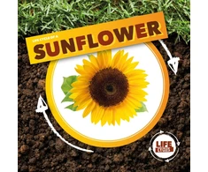 KNYGA Kirsty Holmes Life Cycle of a Sunflower