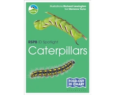 KNYGA Marianne Taylor RSPB ID Spotlight - Caterpillars