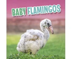 KNYGA Martha E. H. Rustad Baby Flamingos