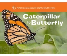 KNYGA Melissa Stewart Caterpillar to Butterfly