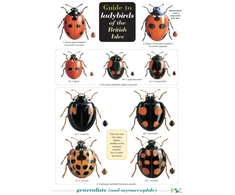 KNYGA M.E.N. Majerus, Helen Roy, Peter Brown, Remy Ware Guide to Ladybirds of the British Isles