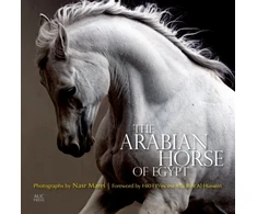 KNYGA Nasr Marei Arabian Horse of Egypt