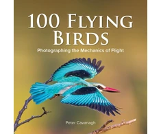 KNYGA Peter Cavanagh 100 Flying Birds