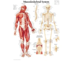 KNYGA Scientific Publishing Musculoskeletal System Paper Poster