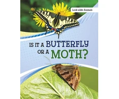 KNYGA Susan B Katz Is It a Butterfly or a Moth?