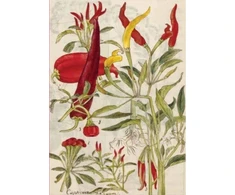 KNYGA Tuttle Tuttle Studio Chili Peppers &amp; Shiso Leaves Blank Hardcover Journal
