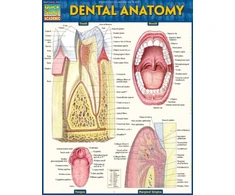 KNYGA Vincent Perez Dental Anatomy