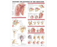 KNYGA Anatomy and Injuries of the Shoulder Anatomical Chart