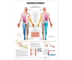 KNYGA Dermatomes Anatomical Chart