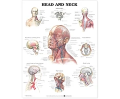 KNYGA Head and Neck Anatomical Chart