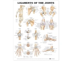 KNYGA Ligaments of the Joints Anatomical Chart