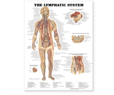 KNYGA Lymphatic System Anatomical Chart