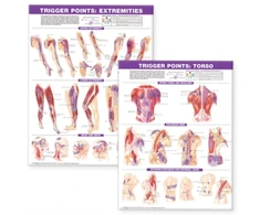 KNYGA Anatomical Chart Trigger Point Chart Set: Torso &amp; Extremities Lam