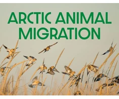 KNYGA Arvaaq Press Arctic Animal Migration