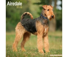 KNYGA Bookshop Airdale Calendar 2026 Square Dog Breed Wall Calendar - 16 Month
