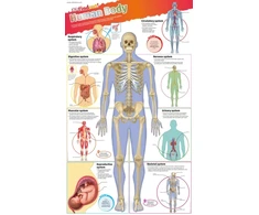 KNYGA Bookshop DKfindout! Human Body Poster