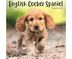 KNYGA Bookshop English Cocker Spaniel Puppies Square Mi